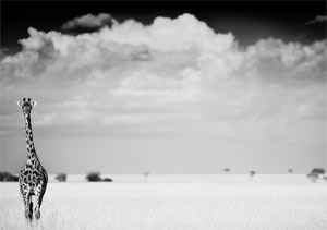 http://webfarm.foliolink.com/rating_img/2009617151527_2.jpg